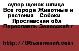 супер щенок шпица - Все города Животные и растения » Собаки   . Ярославская обл.,Переславль-Залесский г.